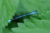 Coenagrion puella