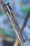 Sympecma fusca