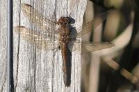 Sympetrum