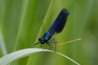 Calopteryx splendens