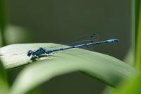 Coenagrion puella