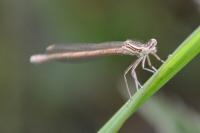 Platycnemis