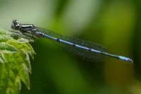 Coenagrion puella