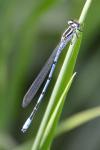 Coenagrion puella