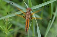 Libellula fulva