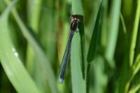 Erythromma najas