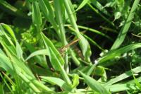 Platycnemis acutipennis