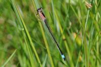 Ischnura elegans