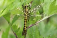 Orthetrum cancellatum