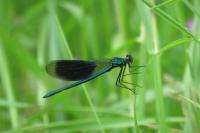 Calopteryx splendens
