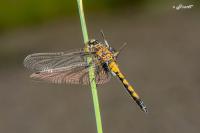 Leucorrhinia pectoralis