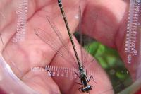 Coenagrion