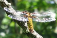 Libellula depressa