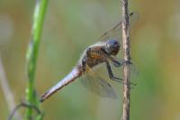 Libellula fulva