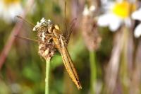Crocothemis erythraea