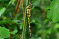 Aeshna affinis