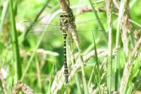 Cordulegaster boltonii