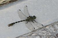 Onychogomphus forcipatus