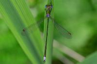Lestes virens