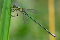 Lestes virens