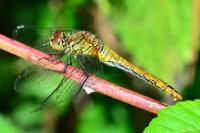 Sympetrum sanguineum