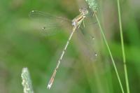 Lestes barbarus