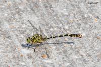 Onychogomphus forcipatus