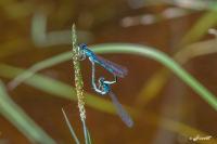 Coenagrion scitulum