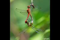 Sympetrum sanguineum