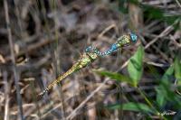 Aeshna affinis