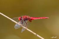 Crocothemis erythraea