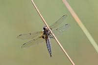 Libellula quadrimaculata
