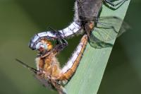 Libellula fulva