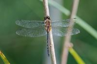 Somatochlora flavomaculata
