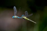 Aeshna affinis