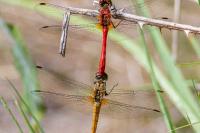 Sympetrum sanguineum