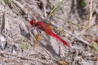 Crocothemis erythraea