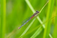 Ceriagrion tenellum