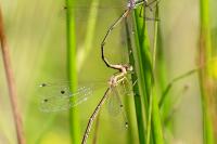 Lestes barbarus