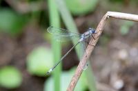 Lestes sponsa