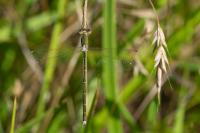 Lestes barbarus