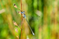 Lestes sponsa