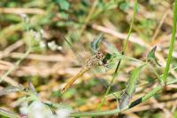 Sympetrum sanguineum