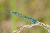 Enallagma cyathigerum