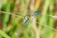 Coenagrion scitulum
