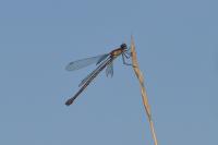 Chalcolestes viridis