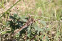 Sympetrum striolatum