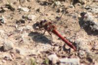 Sympetrum