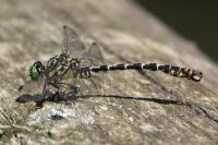 Onychogomphus forcipatus