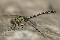 Onychogomphus forcipatus